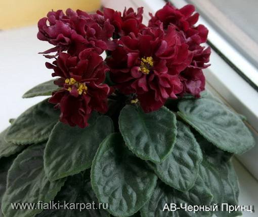 ЧерныйПринц6