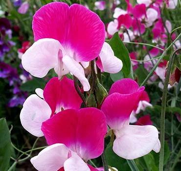 ЧинаПринцесса