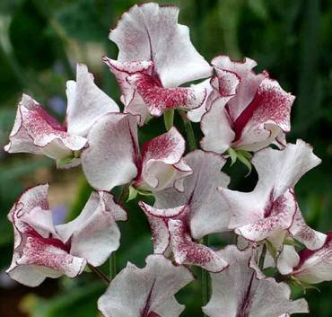 ЧинаШоколадныйПудинг