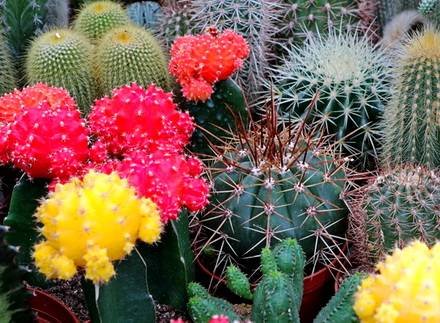 Cactacea13