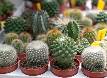 Cactacea23