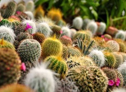 Cactacea30