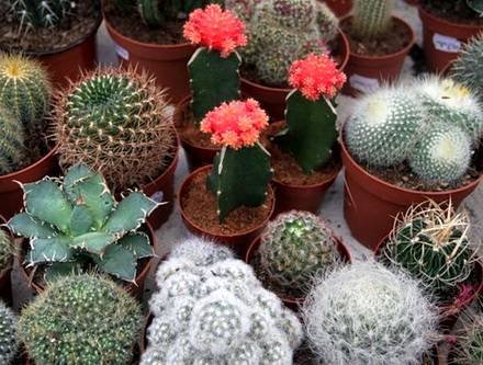 Cactacea34