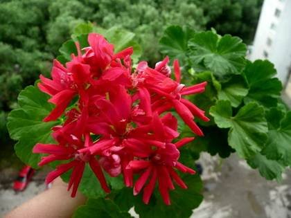 CactusFlowered9