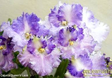 CajunsQueensLace3