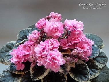 CajunsRosesAnyone2