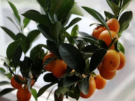 Calamondin4