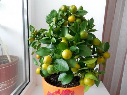 Calamondin5