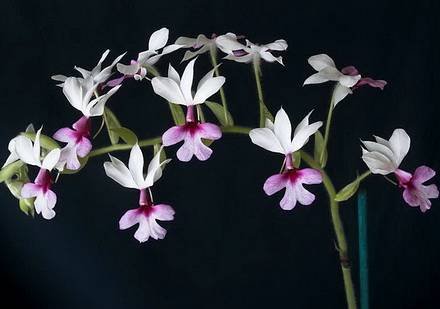 Calanthe2