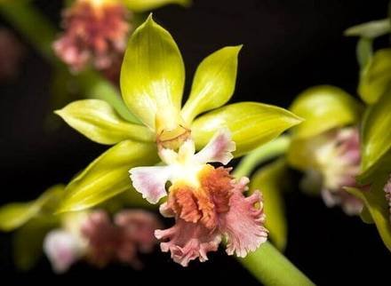 Calanthe4