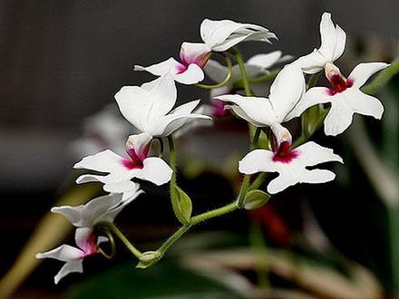 Calanthe5