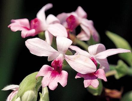 Calanthe8