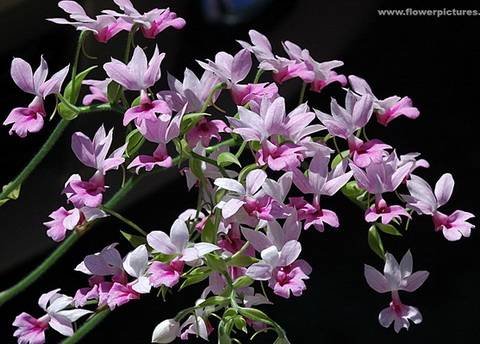 Calanthe9