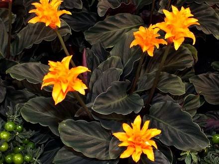 Calathea1