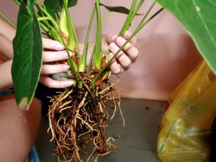 Calathea10