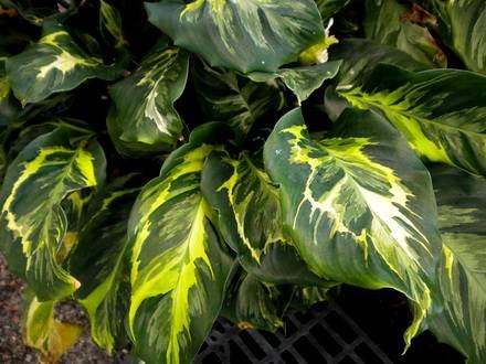 Calathea2