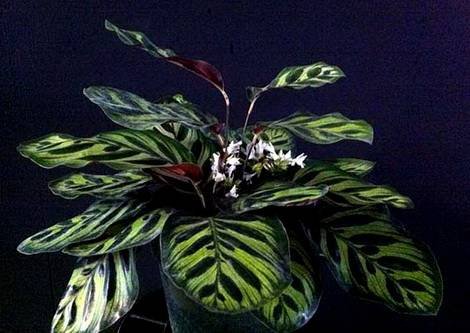 Calathea6