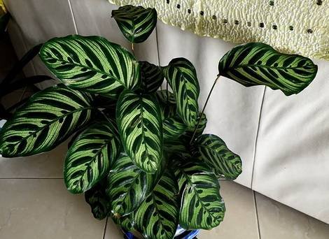 Calathea7