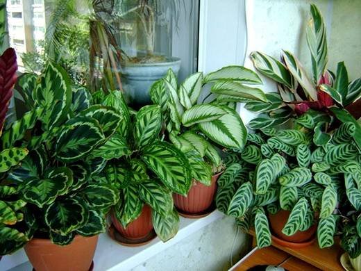 Calathea8