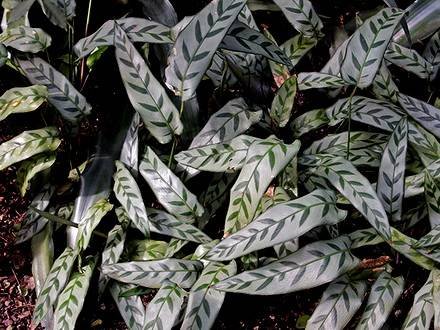 CalatheaBachemiana