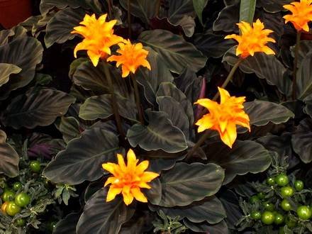 CalatheaCrocata