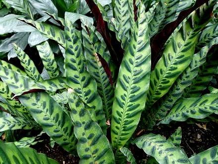 CalatheaLancifolia
