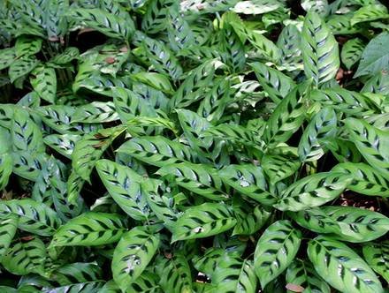CalatheaLeopardina