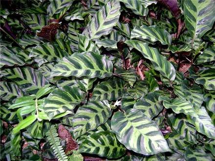 CalatheaLietzei