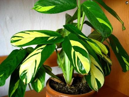 CalatheaLubbersii