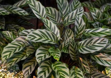CalatheaMakoyana1