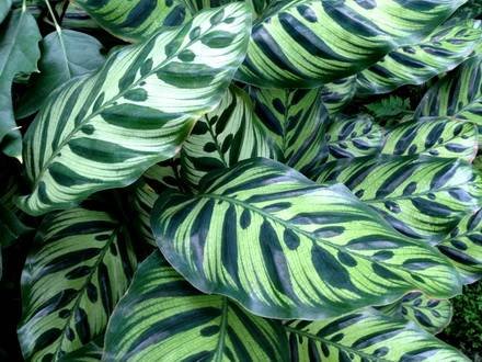 CalatheaMakoyana2