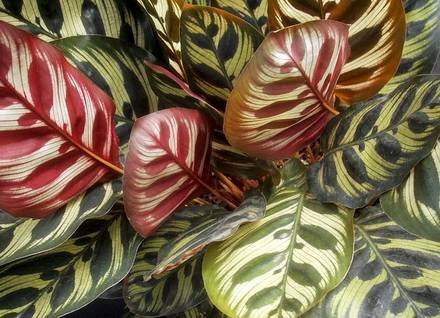 CalatheaMakoyana3