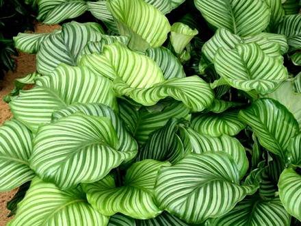 CalatheaOrbifolia