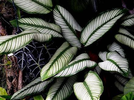 CalatheaOrnata1