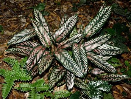 CalatheaOrnata2