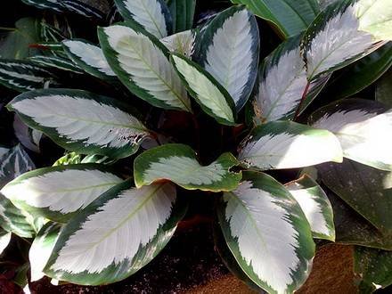 CalatheaPicturata