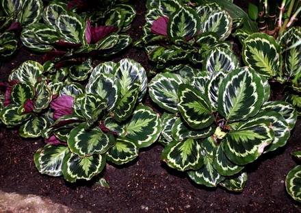 CalatheaRoseopicta1