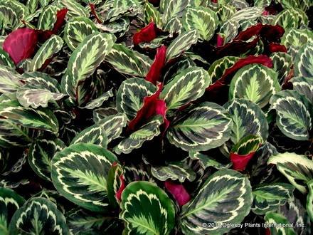 CalatheaRoseopicta2