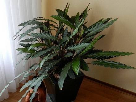 CalatheaRufibarba