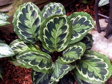 CalatheaVeitchiana