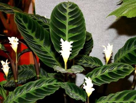 CalatheaWarscewiczii