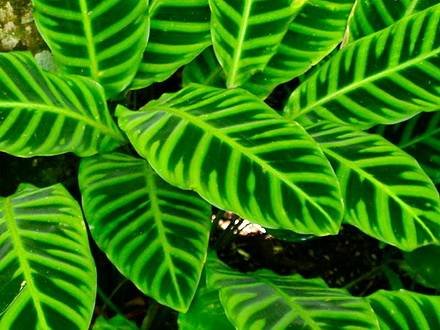 CalatheaZebrina1