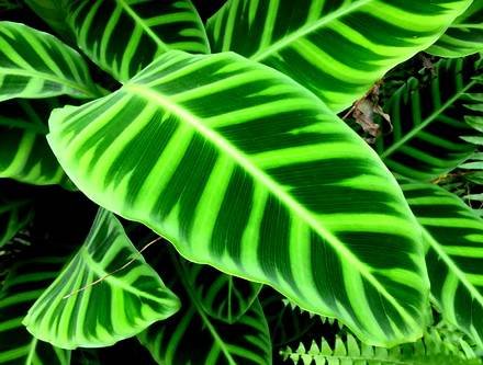 CalatheaZebrina2