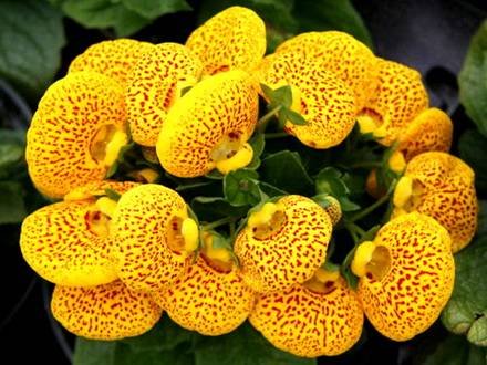 Calceolaria1