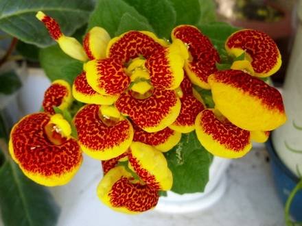 Calceolaria2
