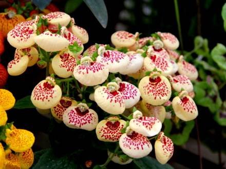 Calceolaria3