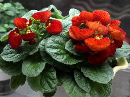 Calceolaria4