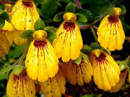 Calceolaria5