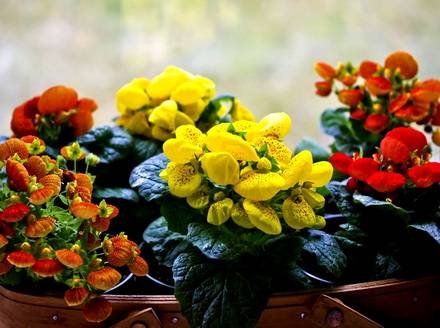 Calceolaria6