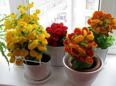 Calceolaria7